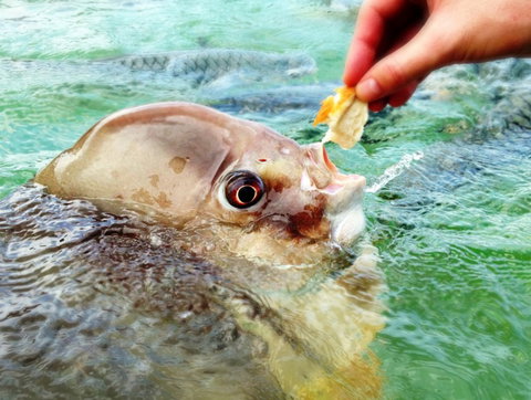 Aquascene Fish Feeding Sanctuary - Accommodation Fremantle 1