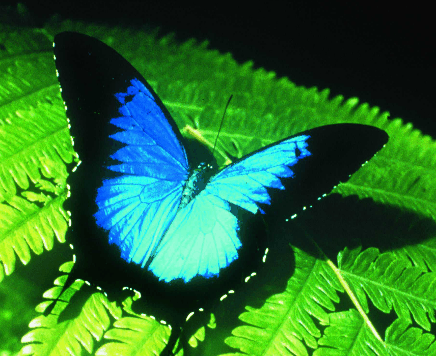 Australian Butterfly Sanctuary - Accommodation Fremantle