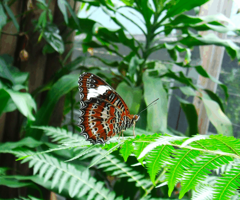 Australian Butterfly Sanctuary - Accommodation Fremantle 1