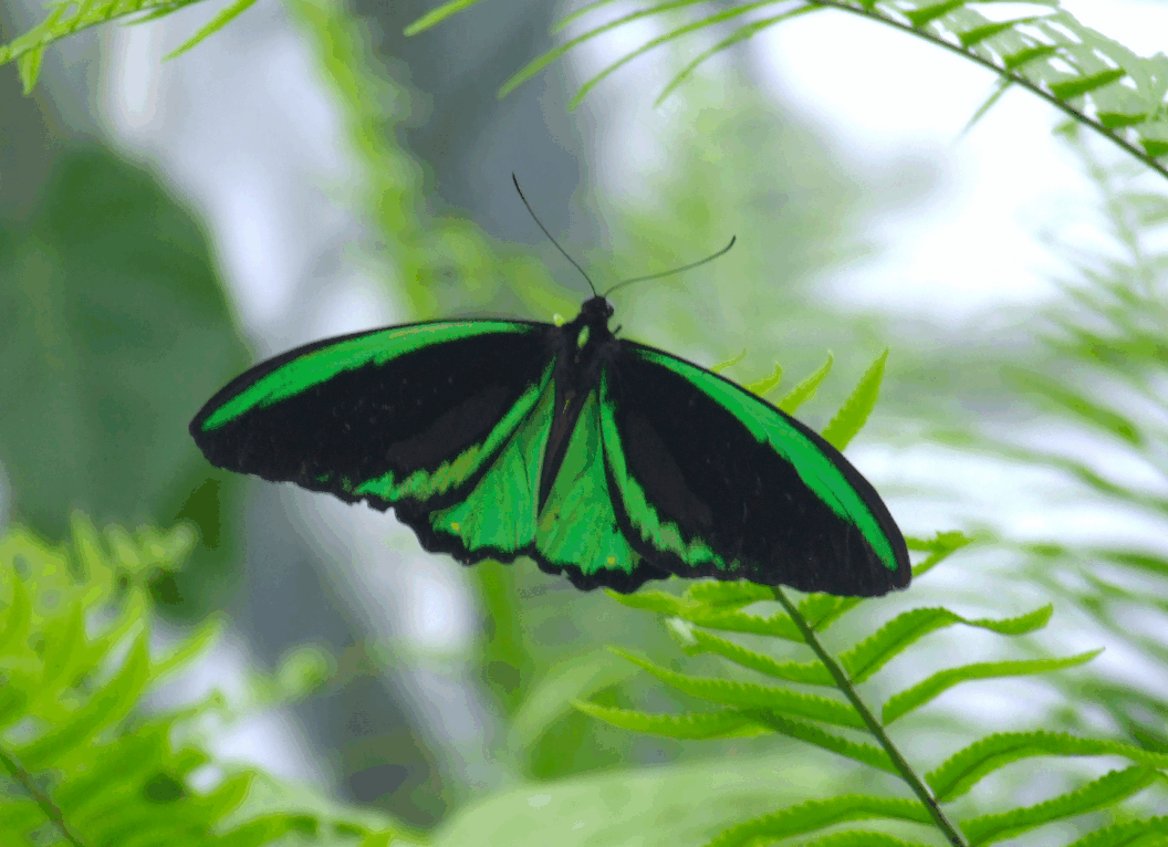 Australian Butterfly Sanctuary - Accommodation Fremantle 2