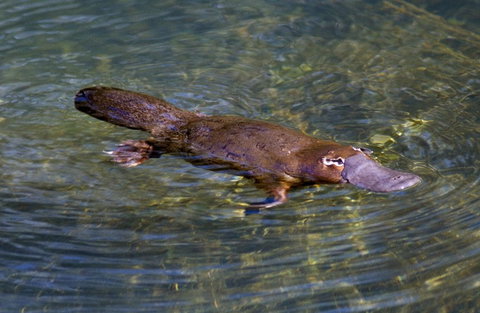 David Fleay Wildlife Park - Accommodation Fremantle 4