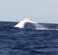 Australian Whale Watching - Accommodation Fremantle