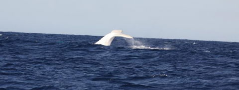 Australian Whale Watching - Accommodation Fremantle 0