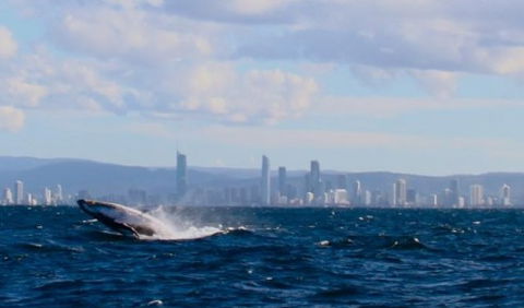 Australian Whale Watching - Accommodation Fremantle 1
