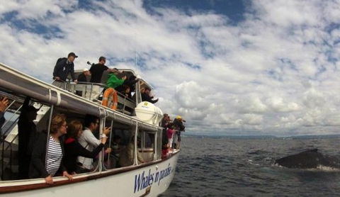 Australian Whale Watching - Accommodation Fremantle 2