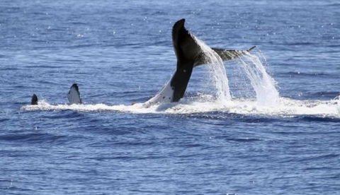 Australian Whale Watching - Accommodation Fremantle 3