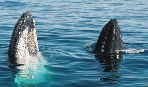 Australian Whale Watching - Accommodation Fremantle 4