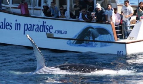 Australian Whale Watching - Accommodation Fremantle 5