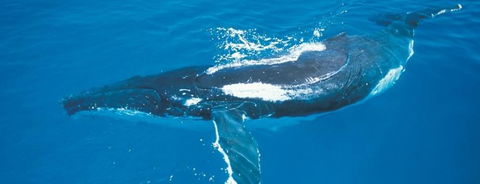 Australian Whale Watching - Accommodation Fremantle 6