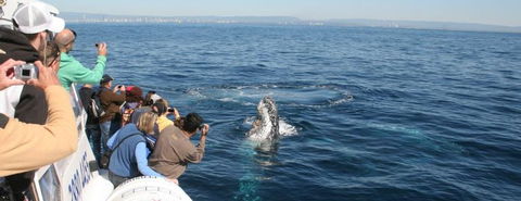 Australian Whale Watching - Accommodation Fremantle 7
