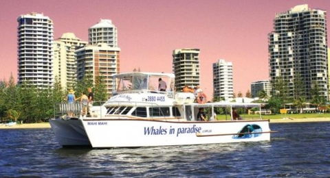 Australian Whale Watching - Accommodation Fremantle 8