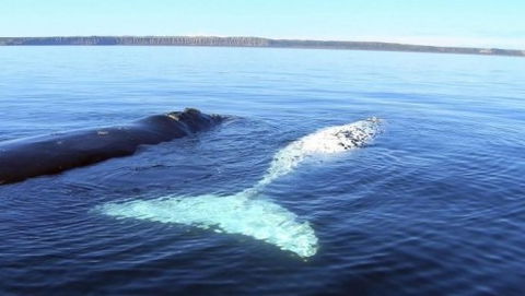 Australian Whale Watching - Accommodation Fremantle 9