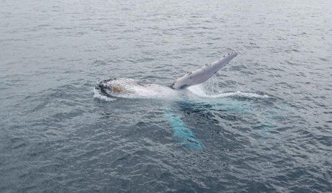 Australian Whale Watching - Accommodation Fremantle 10