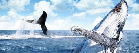 Australian Whale Watching - Accommodation Fremantle 11