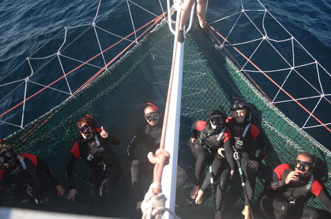 Dolphin Swim Australia - Accommodation Fremantle 4