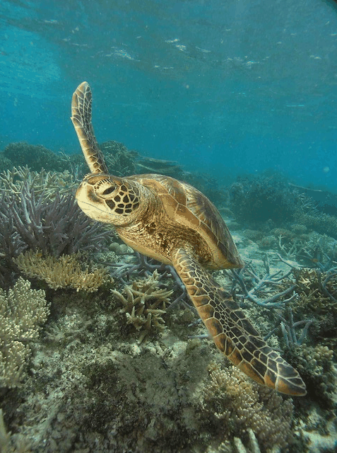 Big Cat Green Island Reef Cruises - Accommodation Fremantle 2