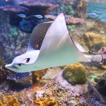 Melbourne Aquarium - Accommodation Fremantle 4