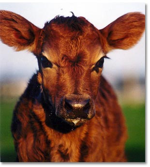 Chesterfield Farm - Accommodation Fremantle 1