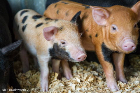 Chesterfield Farm - Accommodation Fremantle 4