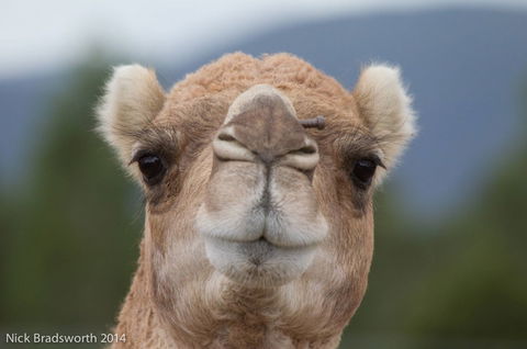 Chesterfield Farm - Accommodation Fremantle 5