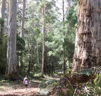 Warren River Loop Walk - Accommodation Fremantle
