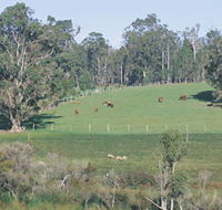Scenic Drives - Bunbury Collie Donnybrook - Accommodation Fremantle