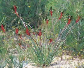 Kalbarri Wildflower Centre - Accommodation Fremantle 0