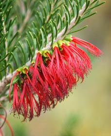 Ethel Daw Scenic Drive - Accommodation Fremantle 0