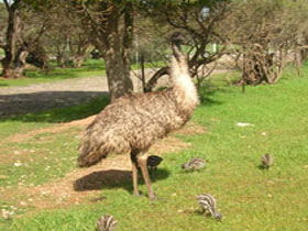 Minlaton Fauna Park - Accommodation Fremantle 0