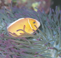 Rowley Shoals - Accommodation Fremantle