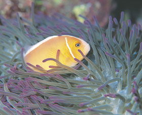 Rowley Shoals - Accommodation Fremantle 0