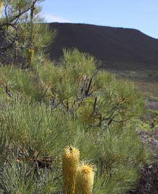 Lesueur Walk Trail, Mount Lesueur - Accommodation Fremantle 0