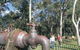 Mundaring Community Sculpture Park - thumb 0