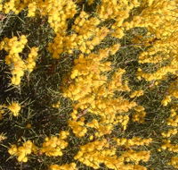Dalwallinu Remnant Bushland - Accommodation Fremantle