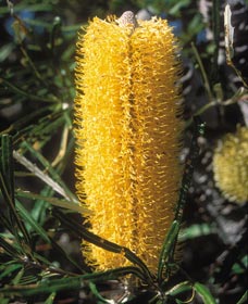 Moore River National Park - Accommodation Fremantle 0