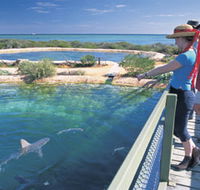 Shark Bay Marine Park - Accommodation Fremantle