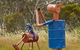 Tin Horse Highway - thumb 0
