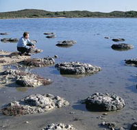 Lake Thetis Stromatolites - Accommodation Fremantle