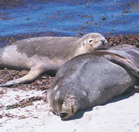 Carnac Island - Accommodation Fremantle