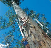 Dave Evans Bicentennial Tree - Accommodation Fremantle