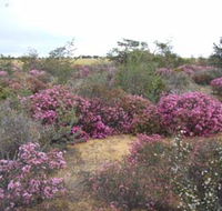 Reynoldson's Flora Reserve - Accommodation Fremantle