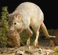 Kanyana Wildlife - Accommodation Fremantle