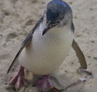 Penguin Island Boardwalks and Walk Trail - Accommodation Fremantle