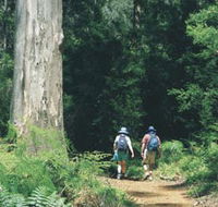 Gloucester Tree - Accommodation Fremantle