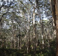 Boranup Karri Forest - Accommodation Fremantle