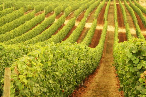 MadFish Wines Margaret River - Accommodation Fremantle 0