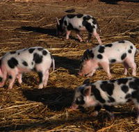 Will's Rare Breeds Farm - Accommodation Fremantle