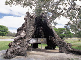 The Herbig Family Tree - Accommodation Fremantle 0