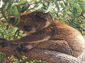 Mikkira Station - Accommodation Fremantle 0