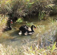Tamar Island Wetlands Reserve and Interpretation Centre - Accommodation Fremantle